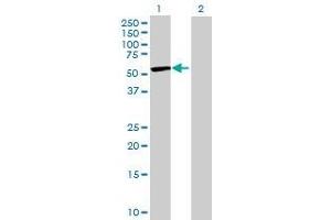 Lane 1: HS3ST3A1 transfected lysate ( 44. (HS3ST3A1 293T Cell Transient Overexpression Lysate(Denatured))