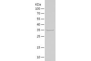 Western Blotting (WB) image for Cytochrome C, Somatic (CYCS) (AA 1-105) protein (His-IF2DI Tag) (ABIN7122579) (Cytochrome C Protein (AA 1-105) (His-IF2DI Tag))