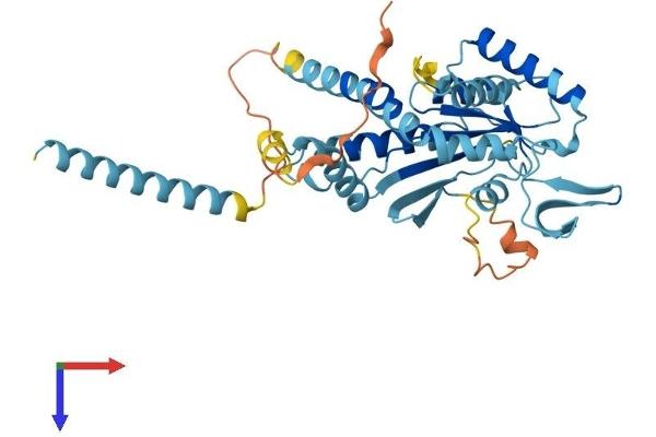 Septin 5 Protein (SEPT5) (AA 1-369) (His tag)