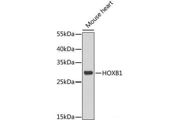 HOXB1 Antikörper