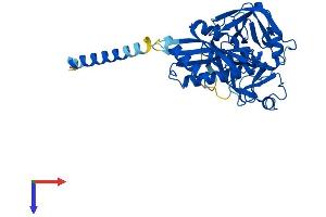 TMPRSS11B Protein (AA 1-416) (His tag)