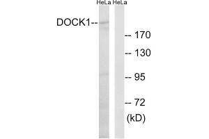 Western blot analysis of extracts from HeLa cells, using DOCK1 antibody. (DOCK1 Antikörper  (C-Term))