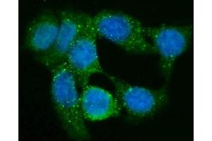 anti-Guanine Nucleotide Binding Protein (G Protein), gamma 2 (GNG2) (AA 2-48) antibody