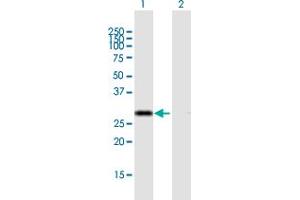 Western Blot analysis of CIP29 expression in transfected 293T cell line by CIP29 MaxPab polyclonal antibody.