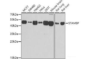 Western blot analysis of extracts of various cell lines using STAMBP Polyclonal Antibody at dilution of 1:1000. (STAMBP Antikörper)