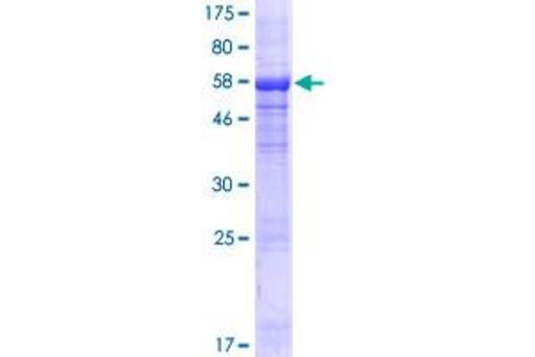 HPS1 Protein (AA 1-324) (GST tag)