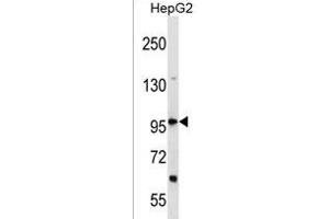 DHX36 Antibody (Center) (ABIN1538387 and ABIN2850215) western blot analysis in HepG2 cell line lysates (35 μg/lane). (DHX36 Antikörper  (AA 394-420))