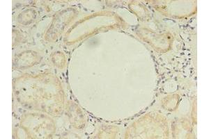 Immunohistochemistry of paraffin-embedded human kidney tissue using ABIN7164578 at dilution of 1:100 (ZDHHC4 Antikörper  (AA 277-344))