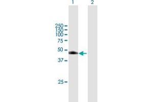 Western Blot analysis of DDI1 expression in transfected 293T cell line by DDI1 MaxPab polyclonal antibody.
