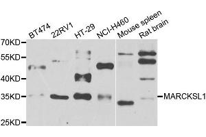 Western blot analysis of extracts of various cell lines, using MARCKSL1 antibody.