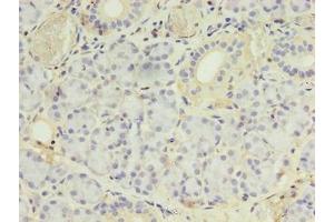 Immunohistochemistry of paraffin-embedded human pancreatic tissue using ABIN7142054 at dilution of 1:100 (PLCD4 Antikörper  (AA 1-762))
