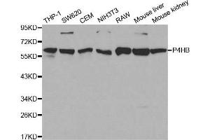 Western blot analysis of extracts of various cell lines, using P4HB antibody. (P4HB Antikörper  (AA 329-508))