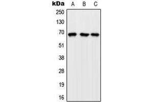 Western blot analysis of GFR expression in K562 (A), Raw264. (GFR Antikörper  (Center))