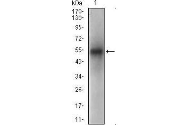PON1 Antikörper  (AA 20-155)