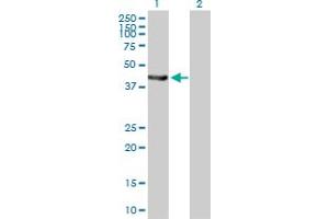Western Blot analysis of EPHX1 expression in transfected 293T cell line by EPHX1 MaxPab polyclonal antibody. (EPHX1 Antikörper  (AA 1-455))