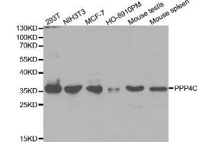 Western blot analysis of extracts of various cell lines, using PPP4C antibody (ABIN5971135) at 1/1000 dilution. (PPP4C Antikörper)