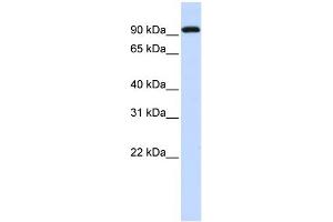 WB Suggested Anti-BRD3 Antibody Titration:  0. (BRD3 Antikörper  (Middle Region))