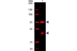 WB - Rat IgG (H&L) Antibody 680 Conjugated Western Blot of 680 conjugated Goat Anti-Rat IgG secondary antibody. (Ziege anti-Ratte IgG (Heavy & Light Chain) Antikörper (DyLight 680) - Preadsorbed)