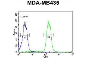 ABCC3 Antibody (Center) flow cytometric analysis of MDA-MB435 cells (right histogram) compared to a negative control cell (left histogram). (ABCC3 Antikörper  (Middle Region))