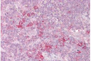 Anti-MST4 antibody IHC staining of human thymus. (STK26/MST4 Antikörper  (AA 340-354))