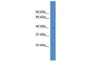 WB Suggested Anti-LANCL3 Antibody Titration: 0. (LANCL3 Antikörper  (C-Term))