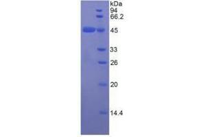 SDS-PAGE analysis of Rat Apolipoprotein E Protein.