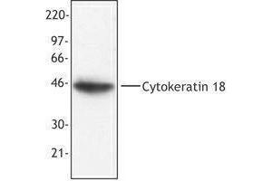 Western Blotting (WB) image for anti-Keratin 18 (KRT18) antibody (ABIN2664918) (Cytokeratin 18 Antikörper)