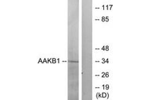 Western blot analysis of extracts from Raw264. (PRKAB1 Antikörper  (AA 10-59))