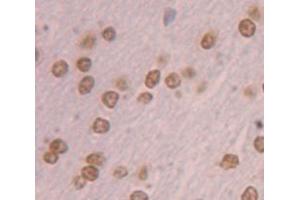 IHC-P analysis of Rat Tissue, with DAB staining. (NR4A3 Antikörper  (AA 29-145))