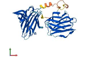 AlphaFold protein structure predicition of Mouse Recombinant Lgals8 Protein, UniprotID Q9JL15