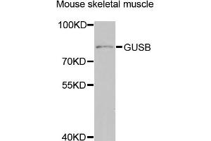 Western blot analysis of extracts of mouse skeletal muscle, using GUSB antibody (ABIN2562978) at 1:1000 dilution. (Glucuronidase beta Antikörper)