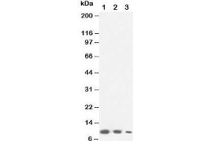 Western blot testing of Lymphotactin antibody and Lane 1:  recombinant mouse protein 10ng;  2: 5ng;  3: 2. (XCL1 Antikörper  (C-Term))