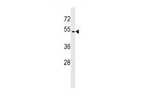 GP Antibody (C-term) (ABIN1537052 and ABIN2848677) western blot analysis in HepG2 cell line lysates (35 μg/lane). (GPR171 Antikörper  (C-Term))