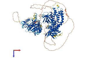FARP2 Protein (AA 1-1065) (His tag)