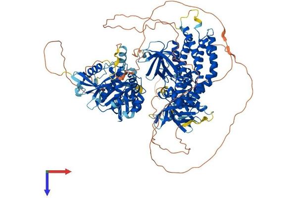 FARP2 Protein (AA 1-1065) (His tag)