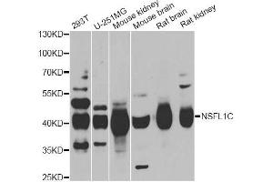 Western blot analysis of extracts of various cell lines, using NSFL1C antibody (ABIN5974024) at 1/1000 dilution. (NSFL1C Antikörper)