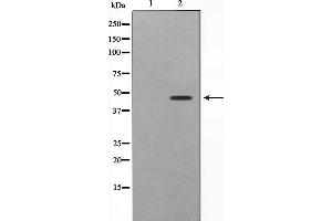 Western blot analysis on 293 cell lysate using SKP2/p45 Antibody,The lane on the left is treated with the antigen-specific peptide. (SKP2 Antikörper  (C-Term))