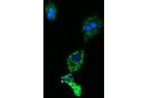 Immunofluorescence (IF) image for anti-Acetyl-CoA Acyltransferase 2 (ACAA2) antibody (ABIN2715629) (ACAA2 Antikörper)