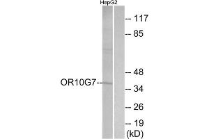 Western blot analysis of extracts from HepG2 cells, using OR10G7 antibody. (OR10G7 Antikörper  (C-Term))