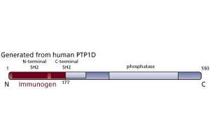 Image no. 3 for anti-Protein tyrosine Phosphatase, Non-Receptor Type 11 (PTPN11) (AA 1-177) antibody (ABIN968069)
