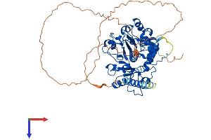 ST6GAL2 Protein (AA 1-524) (His tag)