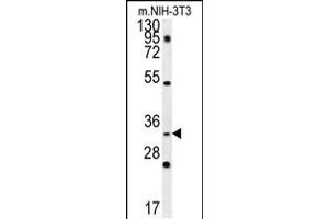 Western blot analysis in mouse NIH-3T3 cell line lysates (35ug/lane). (ENKUR Antikörper  (AA 109-137))