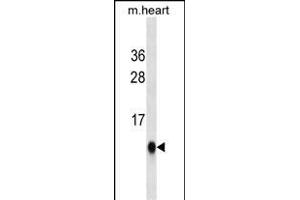 UBL5 Antibody ABIN1539867 western blot analysis in mouse heart tissue lysates (35 μg/lane).