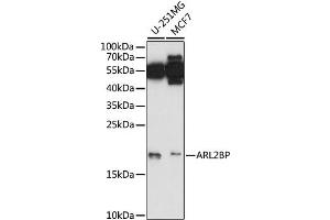 Western blot analysis of extracts of various cell lines, using ARL2BP antibody (ABIN6292618) at 1:1000 dilution. (ARL2BP Antikörper)