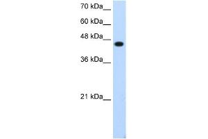 WB Suggested Anti-TFAP2E Antibody Titration:  1.