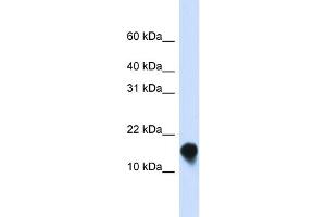 WB Suggested Anti-FXYD1 Antibody Titration:  0.