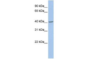 WB Suggested Anti-FMOD Antibody Titration: 0. (Fibromodulin Antikörper  (N-Term))