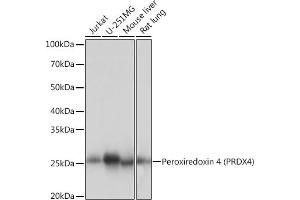 Western blot analysis of extracts of various cell lines, using Peroxiredoxin 4 (PRDX4) (PRDX4) Rabbit mAb (ABIN7269238) at 1:1000 dilution. (Peroxiredoxin 4 Antikörper)