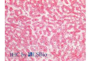 ABIN5539723 (5µg/ml) staining of paraffin embedded Human Liver. (FGA Antikörper  (Internal Region))