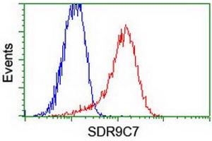 Image no. 2 for anti-Short Chain Dehydrogenase/reductase Family 9C, Member 7 (SDR9C7) (AA 1-313) antibody (ABIN1490738) (SDR9C7 Antikörper  (AA 1-313))